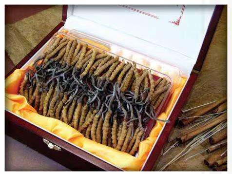 磴口冬虫夏草回收?